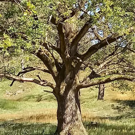 Feriehus Kukeluusje Ermelo, Moderne En Comfortabele Vakantiewoning Op De Veluwe! Ermelo