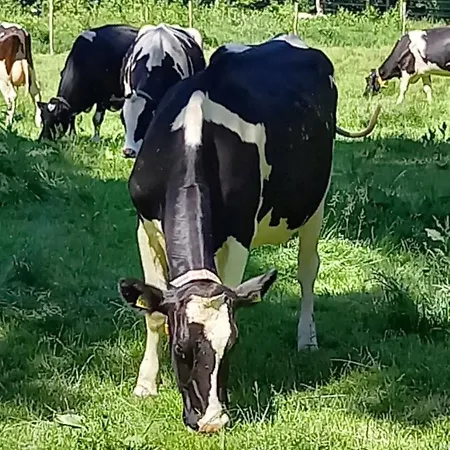 Feriehus Kukeluusje Ermelo, Moderne En Comfortabele Vakantiewoning Op De Veluwe! Ermelo