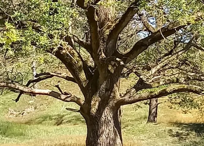 Vakantiehuis Kukeluusje Ermelo, Moderne En Comfortabele Vakantiewoning Op De Veluwe! Ermelo